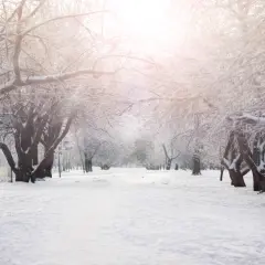 Piękne zimowe zdjęcia alei drzew pokrytych szronem i śniegiem. Słońce przebija się przez gałęzie, tworząc magiczną atmosferę.