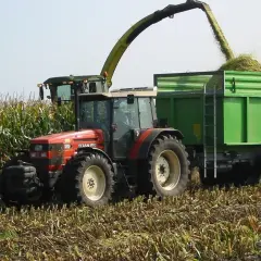 Kiedy zbiory kukurydzy, kombajn zasila zieloną przyczepę. Czerwony traktor czeka na polu.