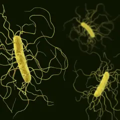 Żółte pałeczki bakterii Clostridium z licznymi, wijącymi się wiciami na ciemnym tle.