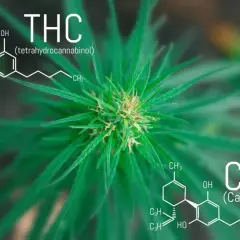 THC: Co to jest? Działanie, prawo w Polsce i różnice z CBD