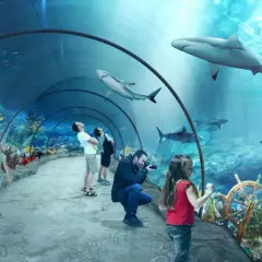 Podwodny tunel z rekinami i rybkami. Rodziny podziwiają podwodny świat. Sprawdź oceanarium Toruń ceny biletów i zaplanuj wizytę!