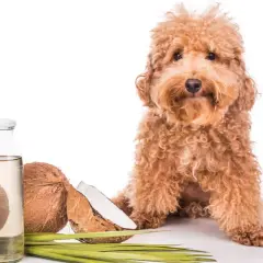 Un perro adorable junto a cocos y una botella de aceite de coco, ideal para el cuidado de tu mascota.