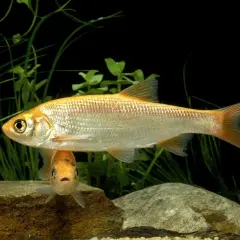 Deux poissons dorés nagent dans un bassin. L'un est plus grand et se trouve au-dessus, l'autre, plus petit, regarde vers le spectateur.