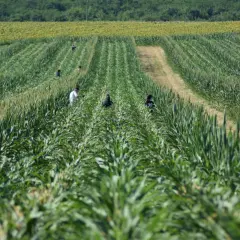 Travailleurs dans un champ de maïs, effectuant la castration du maïs pour la sélection.