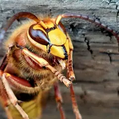 Zbliżenie na głowę szerszenia amerykańskiego z żółtą twarzą i brązowymi oczami, siedzącego na drewnianej powierzchni.