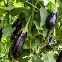 Reife Auberginen hängen an einem Strauch. Das Aubergine pflanzen war erfolgreich und die Früchte sind bereit zur Ernte.