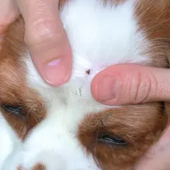Ein Zeckennest Hund: Zeckenentfernung am Kopf eines Hundes.