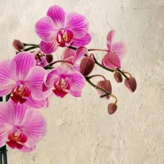 Une belle orchidée rose, certaines fleurs épanouies, d'autres bourgeons prêts à éclore. L'orchidée perd ses fleurs, mais la beauté demeure.