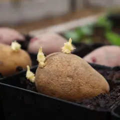 Sprouting potatoes in black seedling trays filled with dark soil.