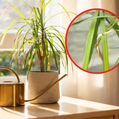Dracena z żółtymi liśćmi, obok złotej konewki, przy oknie. W zbliżeniu widać uschnięte końcówki liści.