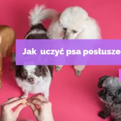 Naucz psa posłuszeństwa: Praktyczny przewodnik krok po kroku