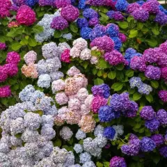 En frodig buske med hortensior i nyanser av rosa, lila och blått. En vacker klippa hortensia som blommar rikligt.