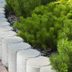 Okrągła palisada betonowa oddziela ścieżkę z kostki brukowej od bujnej zieleni iglaków.