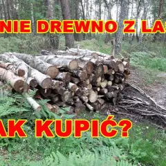 Po ile drzewo w lesie - poznaj wiek drzew i zasady wycinki