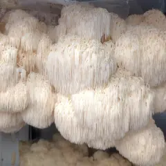 Funghi criniera di leone, noti per i loro benefici per la salute, crescono in grappoli bianchi e cascanti.