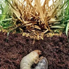 Widok przekroju gleby z zieloną trawą i uschniętymi źdźbłami. W ziemi widoczne są białe larwy, które mogą niszczyć korzenie.