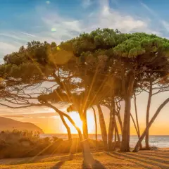 Alba dorata tra i pini marittimi a Baratti, un luogo magico da vedere.
