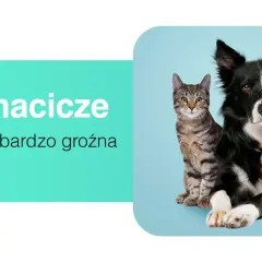 Ropomacicze u kotki to cicha, ale groźna choroba. Obok siedzi pies.