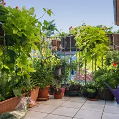 Zasłonięty balkon z bujną zielenią, idealny, by osłonić balkon od wiatru. Rośliny pnące i kwiaty tworzą naturalną barierę.