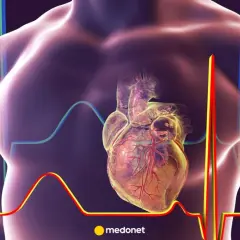 Anatomical heart with ECG lines. Czy lidokaina jest bezpieczna dla serca?