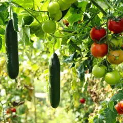 Cetrioli e pomodori maturi pendono dai rami. Un'ottima annata per chi ha deciso cosa piantare a giugno!