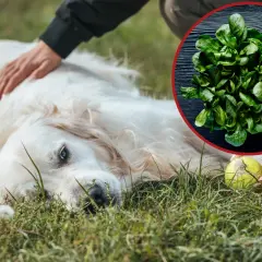 Złoty retriever leży na trawie, a obok niego garść szpinaku. Czy pies może jeść szpinak? Tak, ale z umiarem.