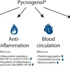 Die Grafik zeigt die Pycnogenol Wirkung: Antioxidans, Entzündungshemmung, Blutkreislauf und extrazelluläre Matrix.
