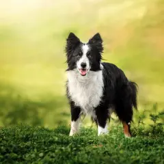 Tresura border collie: Klucz do szczęśliwego psa i spokojnego domu?