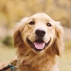 Czy golden retriever gryzie? Oto co musisz wiedzieć o ich zachowaniu