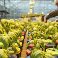 Basilplantor i hydroponisk odling, belysta av Mars Hydro-lampor. En person arbetar i bakgrunden.