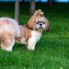 Uroczy shih tzu z puszystą sierścią i kitką na głowie stoi na zielonej trawie.