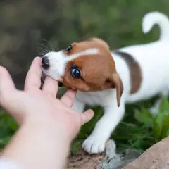 Mały szczeniak Jack Russell Terrier gryzie palec właściciela. To normalne zachowanie, gdy szczeniak uczy się świata i sprawdza, dlaczego szczeniak gryzie właściciela.