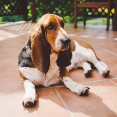 Un Basset Hound, un ejemplo de razas de perros medianos tranquilos, descansa en un patio soleado.