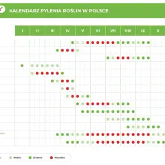 Kalendarz pokazuje, co pyli teraz w Polsce: od traw i drzew po grzyby. Czerwone kropki oznaczają wysokie stężenie pyłków.