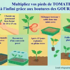 Guide illustré pour l'entretien pied de tomate : bouturage des gourmands, plantation et arrosage pour multiplier vos plants.