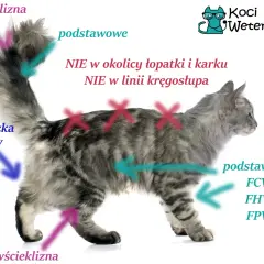 Kiedy zaszczepić kotka? Pełny harmonogram i porady