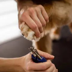 Persona corta las uñas negras de un perro con cuidado.