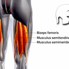 Anatomische Darstellung der hinteren Oberschenkelmuskulatur, wichtig für tiefe **Squats Muskeln**. Beschriftet sind Biceps femoris, Musculus semitendinosus und Musculus semimembranosus.