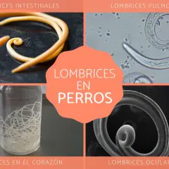 Imágenes de lombrices intestinales, pulmonares, en el corazón y oculares en perros.