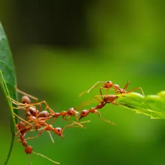 Des fourmis rouges forment un pont vivant entre deux feuilles pour traverser, une scène fascinante de coopération dans le jardin.