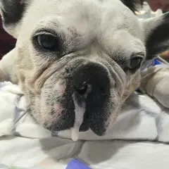 Mi perro tiene mocos. ¿Qué le puedo dar? Este bulldog francés blanco parece enfermo, con mucosidad saliendo de su nariz.