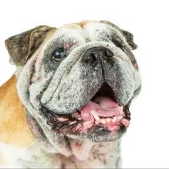 Un bulldog con ojos nublados, que podrían indicar que es uno de los perros ciegos, abre la boca mostrando su lengua rosada y dientes.