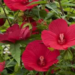 Krzew hibiskusa z kilkoma dużymi, jaskrawoczerwonymi kwiatami i pąkami.