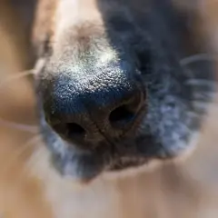 Primer plano de la nariz de un perro, con su pelaje gris y marrón. Parece que mi perro estornuda mucho, quizás por el polen.
