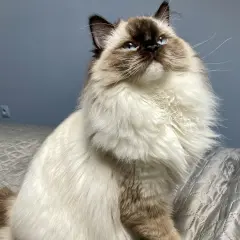 Piękny kot rasy Ragdoll o niebieskich oczach, z puszystym futrem i łagodnym charakterem, siedzi na łóżku.