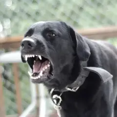 Perro negro con rabia, mostrando sus colmillos afilados.