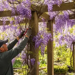 Un jardinier taille une glycine en pleine floraison sur une pergola en bois. Les grappes violettes tombent en cascade, créant un spectacle magnifique.