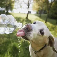 Jaka woda dla psa? Dowiedz się, co jest najlepsze dla zdrowia pupila
