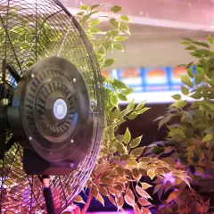 Ventilatore nero tra piante verdi. Un aspiratore muove l'aria, un estrattore la rimuove.