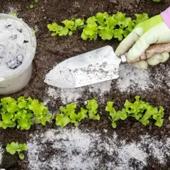 Ręka w rękawiczce rozsypuje popiół drzewny łopatką obok młodej sałaty. To prosty sposób, jak zrobić nawóz z popiołu drzewnego.